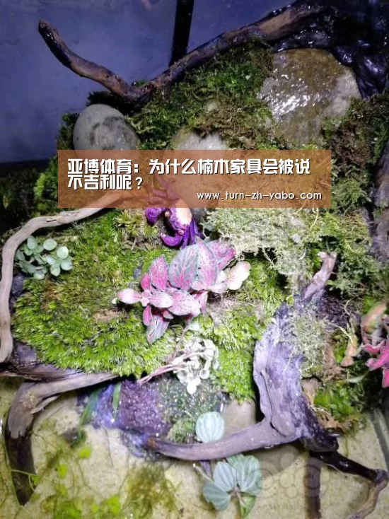 亚博体育:为什么楠木家具会被说不吉利呢?(图1) 亚博体育