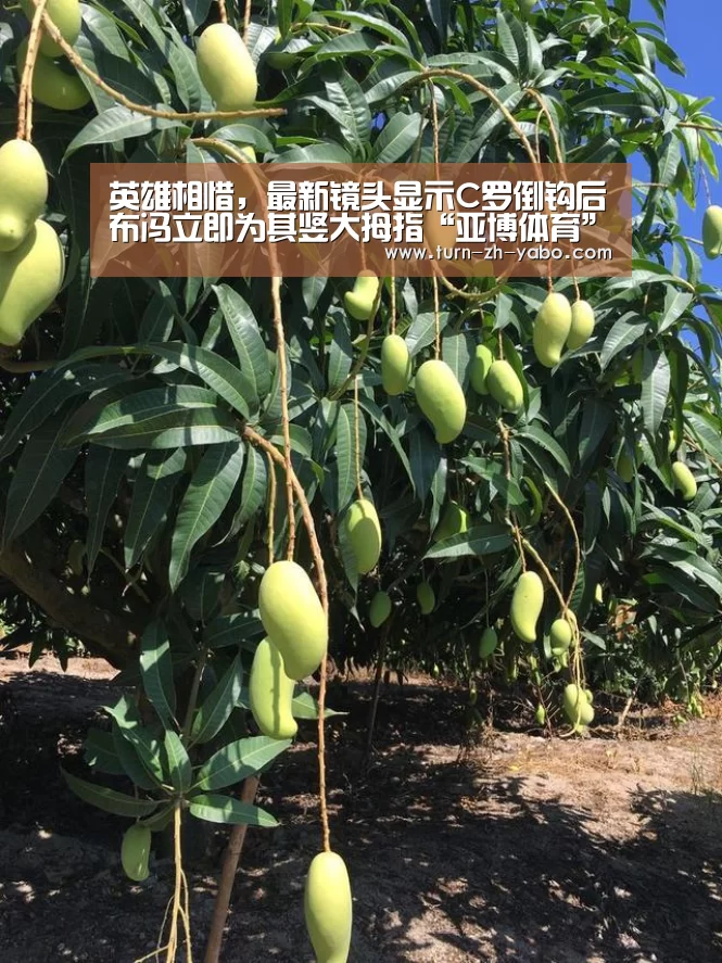 英雄相惜,最新镜头显示C罗倒钩后布冯立即为其竖大拇指“亚博体育”(图1) Yabo亚博官方网站